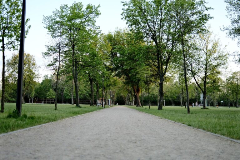 Baumgesäumter Parkweg im Frühling