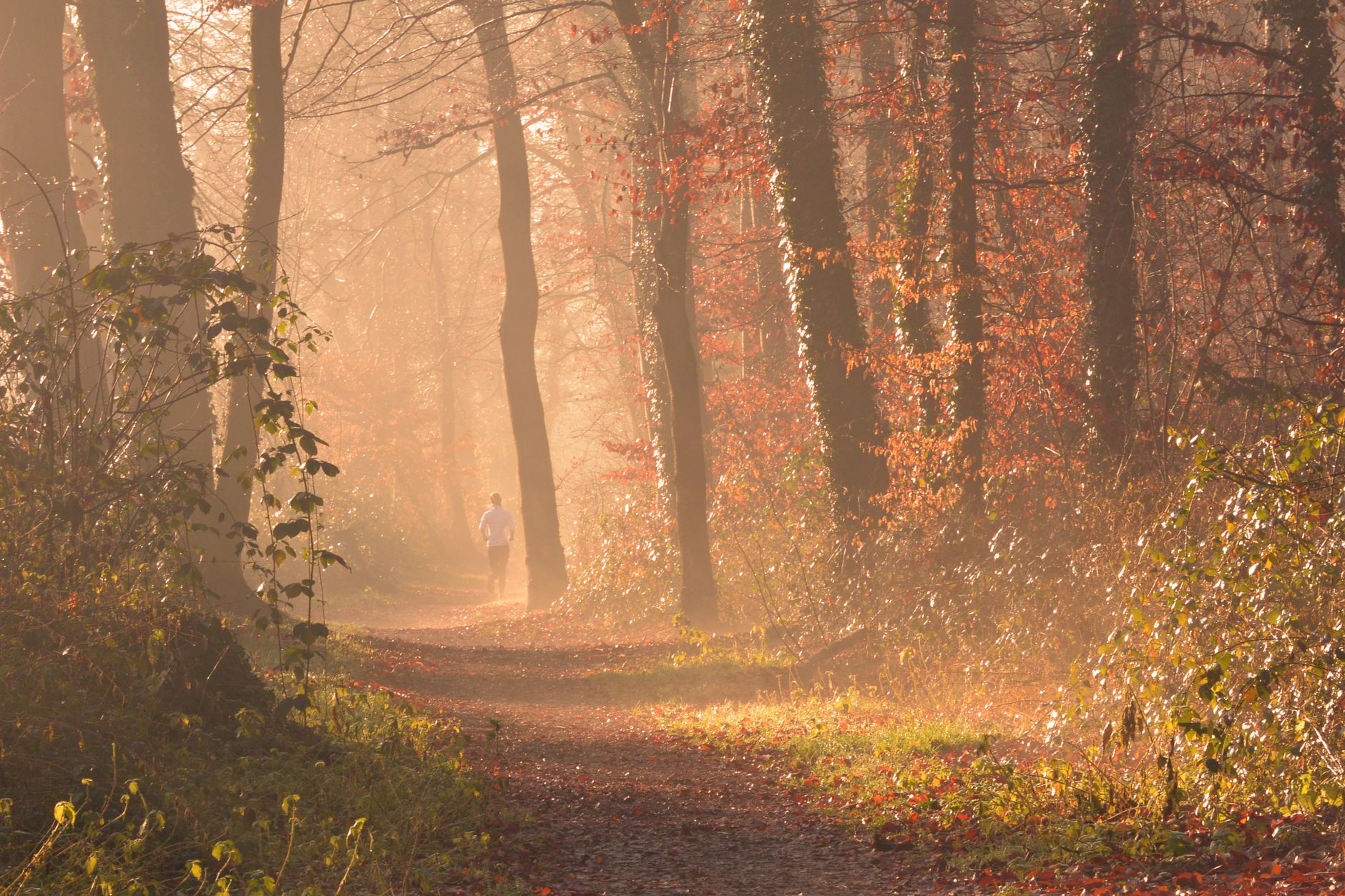 Läufer auf einem nebligen Waldweg im Herbstlaub