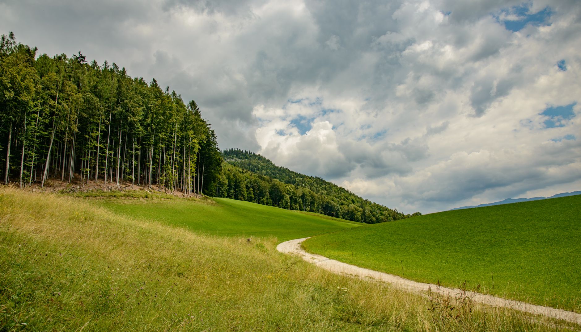 Geschwungener Feldweg zwischen Wiese und Waldrand im Hügelland