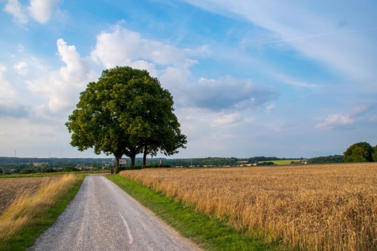 Feldweg zwischen Getreidefeldern mit einzelnem Baum am Horizont
