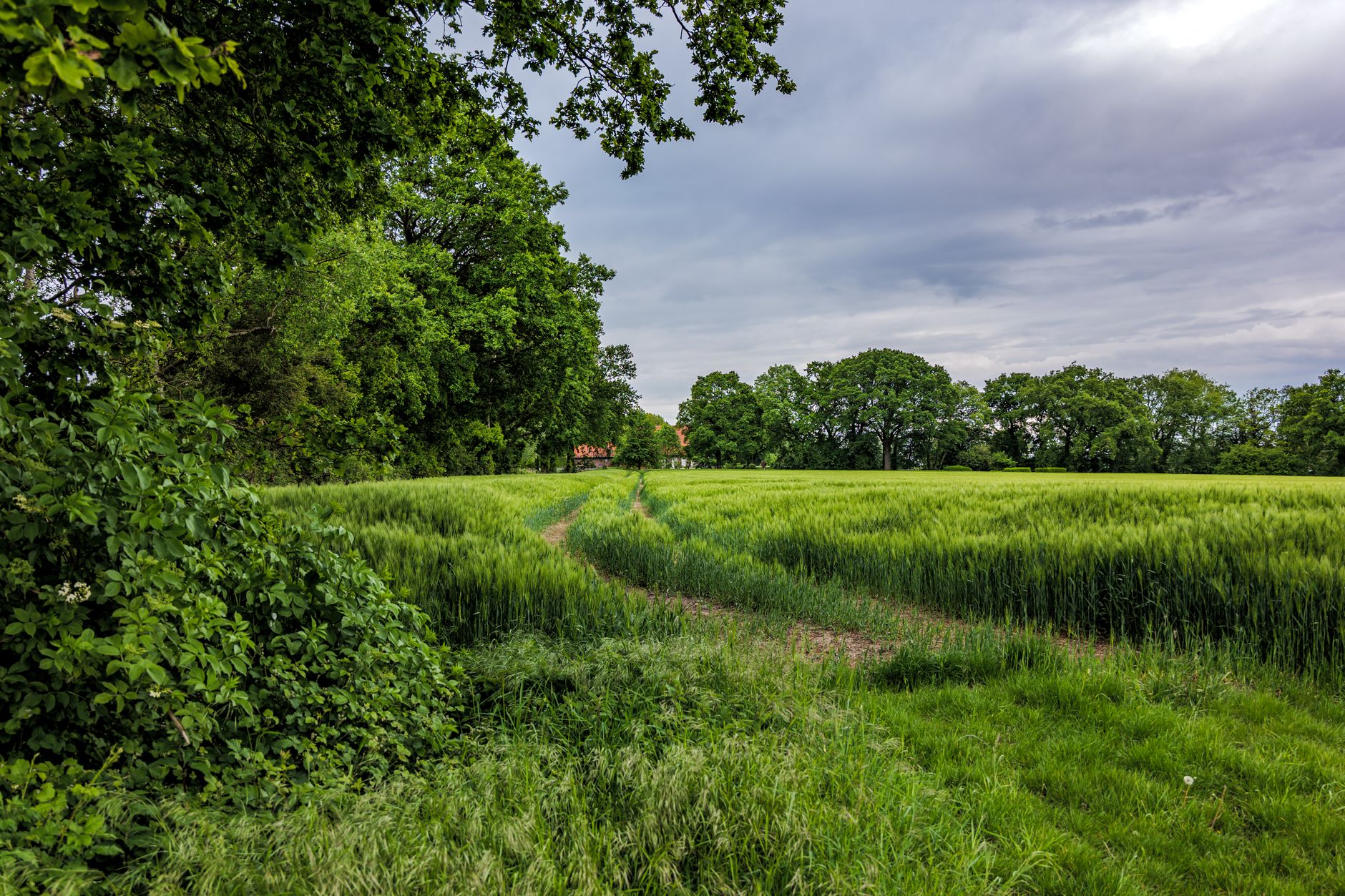 Grüner Feldrand mit Baumreihe am Ortsrand